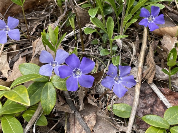 Periwinkle flowers (in two shades of purple—one similar to lavender, another a deeper shade of purple) growing in a forest floor with leaf litter and vibrant green leaves all around.

Each periwinkle flower has four or five petals, with a thin white stripe along the inner part of the petal, creating a square/star near the center.