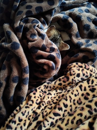 Au milieu des couvertures, léopard panthère guépard, les oreilles de Chaton 