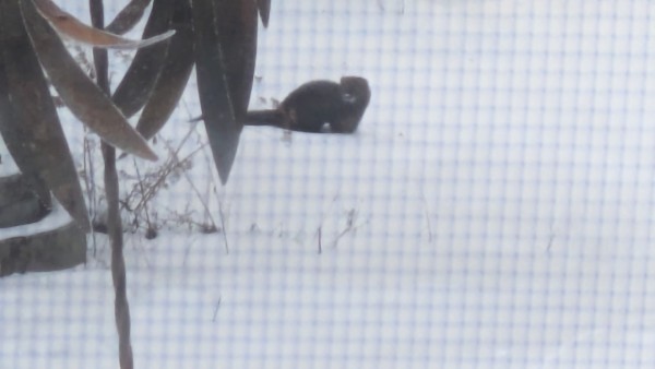 Picture of a fisher on the snow through the icy dirty screen but still super cute!