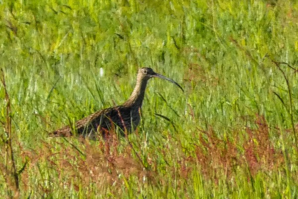 Un courlis cendré bien visible dans l'herbe avec son bec long, fin et courbé