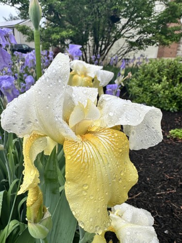 Close up of yellow iris coated with rain drops 