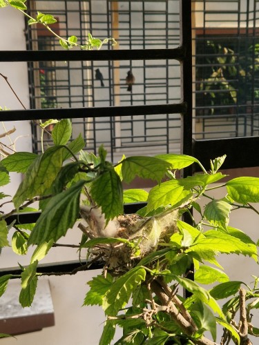 Bulbul's nest in a Hibiscus plant growing on a window sill. The parent bird perches on a window grill in the opposite building.