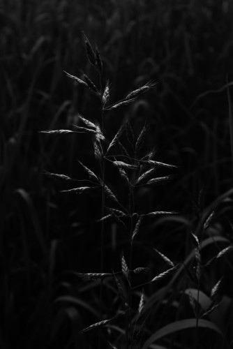 A close-up image of grass seed heads in monochrome, highlighted by the dimming light of the setting sun. (CC BY 4.0)