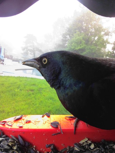 A common grackle perched in a bird feeder equipped with a camera. Green grass can be seen in the background and the fog has rolled in. 