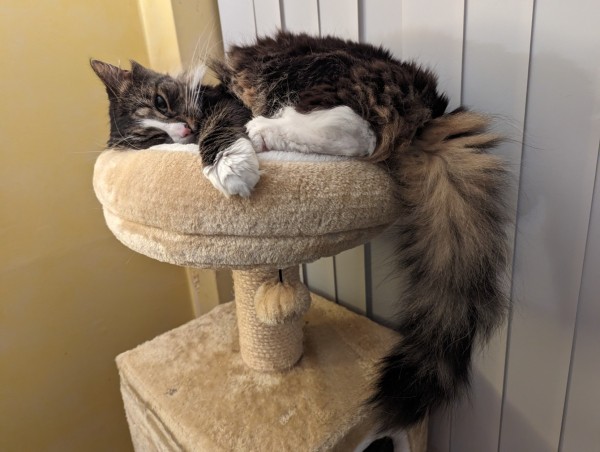 Misc, a young adult female medium longhair mackerel tabby cat, relaxing in a circular cat bed at the top of a cat tree. Her floofy bushy tail is dangling over the edge, showing off her varied fur colours, while she peeps cheekily at the camera.