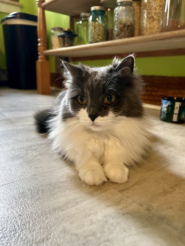 A fluffy grey and white kitty flat on her tummy on the kitchen floor, sort of loafing but with her front paws poking out from her luxurious ruff. Behind her is a shelf filled with storage jars.