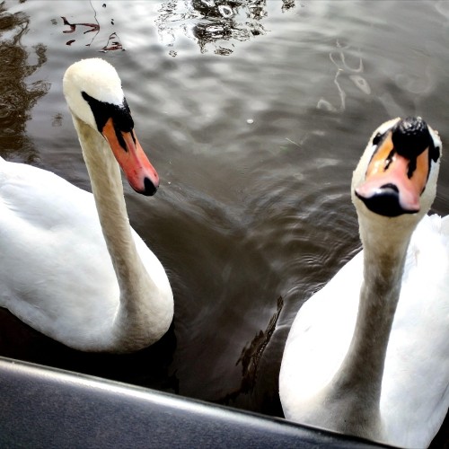 Two mite swans floating outside the swan doors of a narrowboat, demanding food.