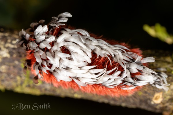 A top down view of a red caterpillar with long pearly white scales starting at the head then dividing into two lines that go down each side of the back. Depending on how the light catches the scales makes them either brilliant or slightly translucent 