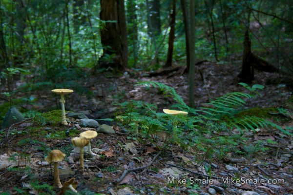 Five yellow mushrooms growing on the forest floor around ferns, fallen leaves, and moss. Tree trunks and green foliage fill the background.