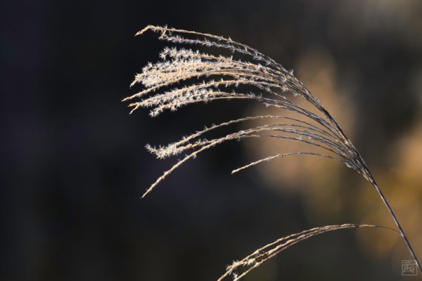 the tip of a blade of silvergrass in the fall or winter