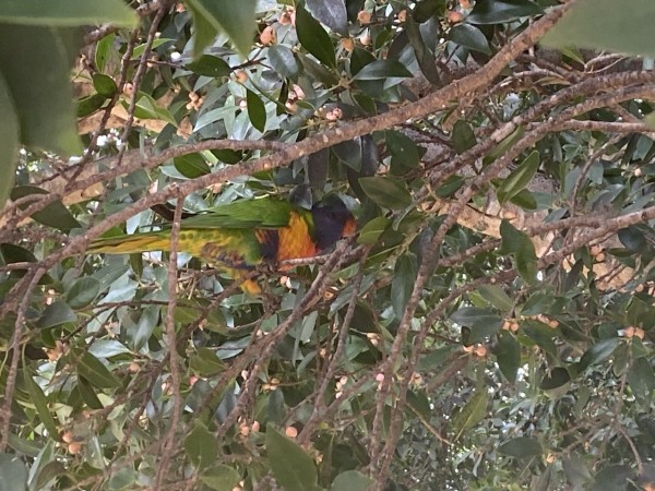 Photo of a rainbow lorikeet in amongst the fig tree foliage snacking on fruit. Lorikeet is viewed side on, with blue head, orange beak, orange-yellow breast, green wings and back, and yellow under tail.