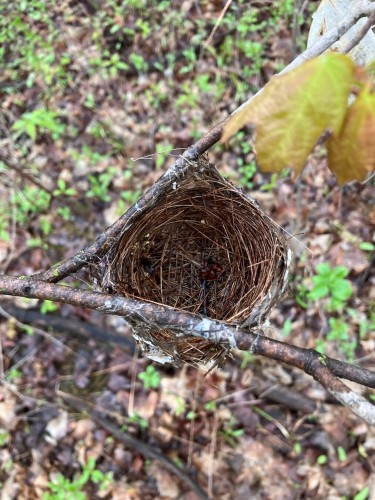 A tiny bird's nest, about two inches across, suspended between two twigs. Very densely woven grasses making a perfect little basket shape. Leaf litter and new shoots on the forest floor are blurry in the background