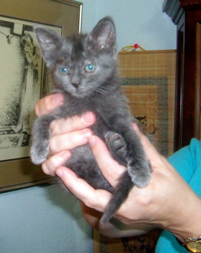 A tiny blue-gray kitten who is so small he can fit in one hand. He is just 6 weeks old and weighs less than a pound.