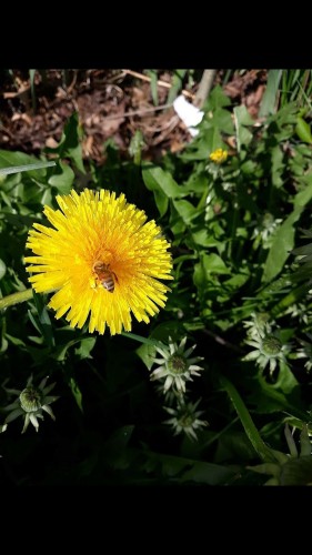 dandelion with a bee on it