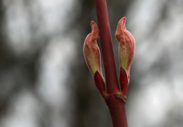 Macro photograph of tree leaf buds just starting to open. Two buds are opposed on each side of the twig, this disposition indicating probably the Acer genus, which is maple. The exterior scales of the buds are starting to open. The background is blurred light.