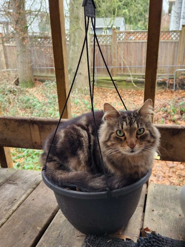 A beautiful fluffy looking tabby cat is curled up in a hanging basket sitting on a wooden deck. He looks adorable.
