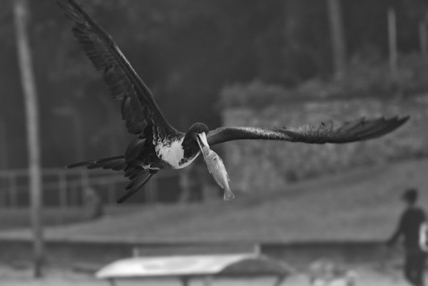A black and white picture of a frigate bird carrying a recently caught fish in its tip.