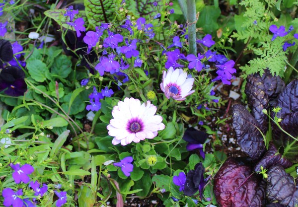Numerous purple flowers surrounding two white blooms of a variety of daisy with purple centers and purple tinge on the end of the petals. Some foliage mixed in is purple, green and purple or all green.  