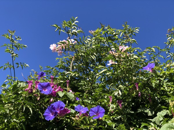 Flowering hedge with deep blue sky behind