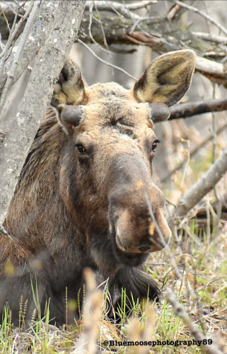 Close-up photo of a bull moose sprouting new antlers. They are currently nubs, but clearly visible.