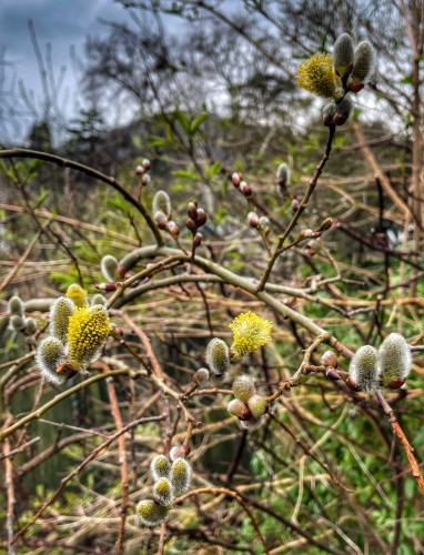 Male Catkins on a goat/pussy willow , some furry grey others lemon yellow with pollen, with blurred hills and branches in background.