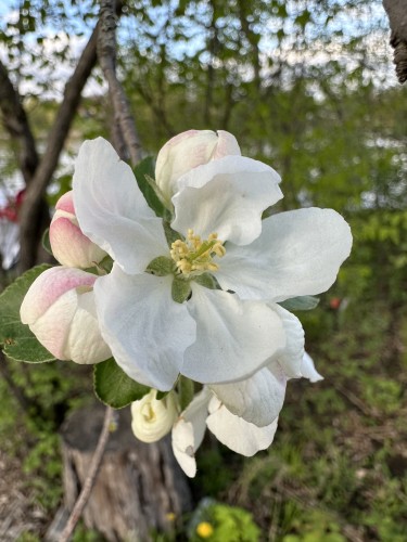 A white flower and some blooms on a tree with green leaves