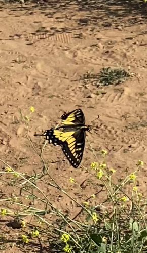 Battle-scarred Anise Swallowtail is still on patrol. 