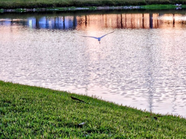 A large white egret soaring over a small retention pond surrounded by lush green grass. The pond surface reflects back orange from the sunrise and blue from nearby buildings.